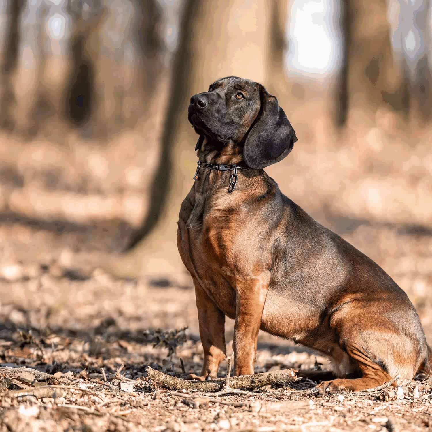 Collar de cadena de acero inoxidable negro ajustable Herm - Imagen 8