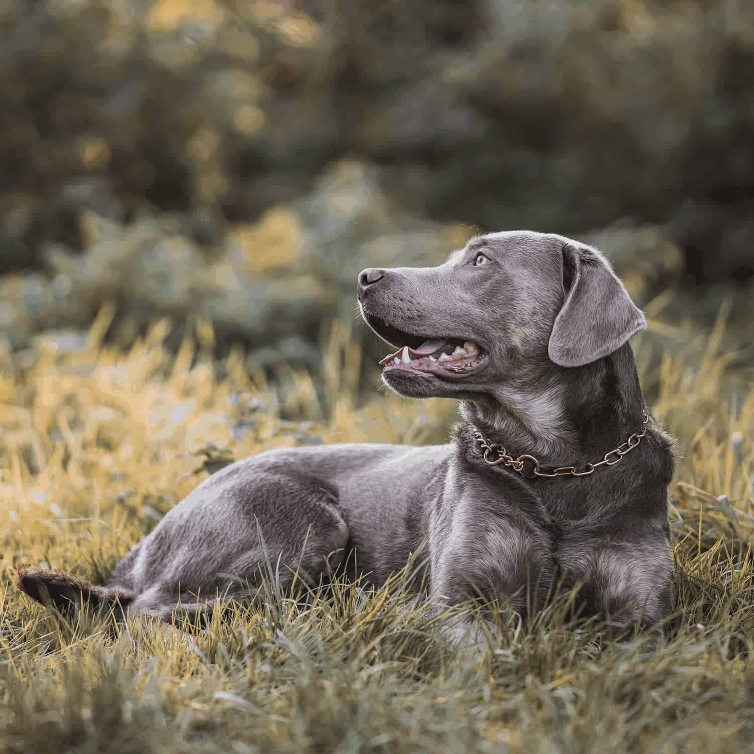 Collar de ahorro de pelo Herm Sprenger Curogan para perros - Imagen 8