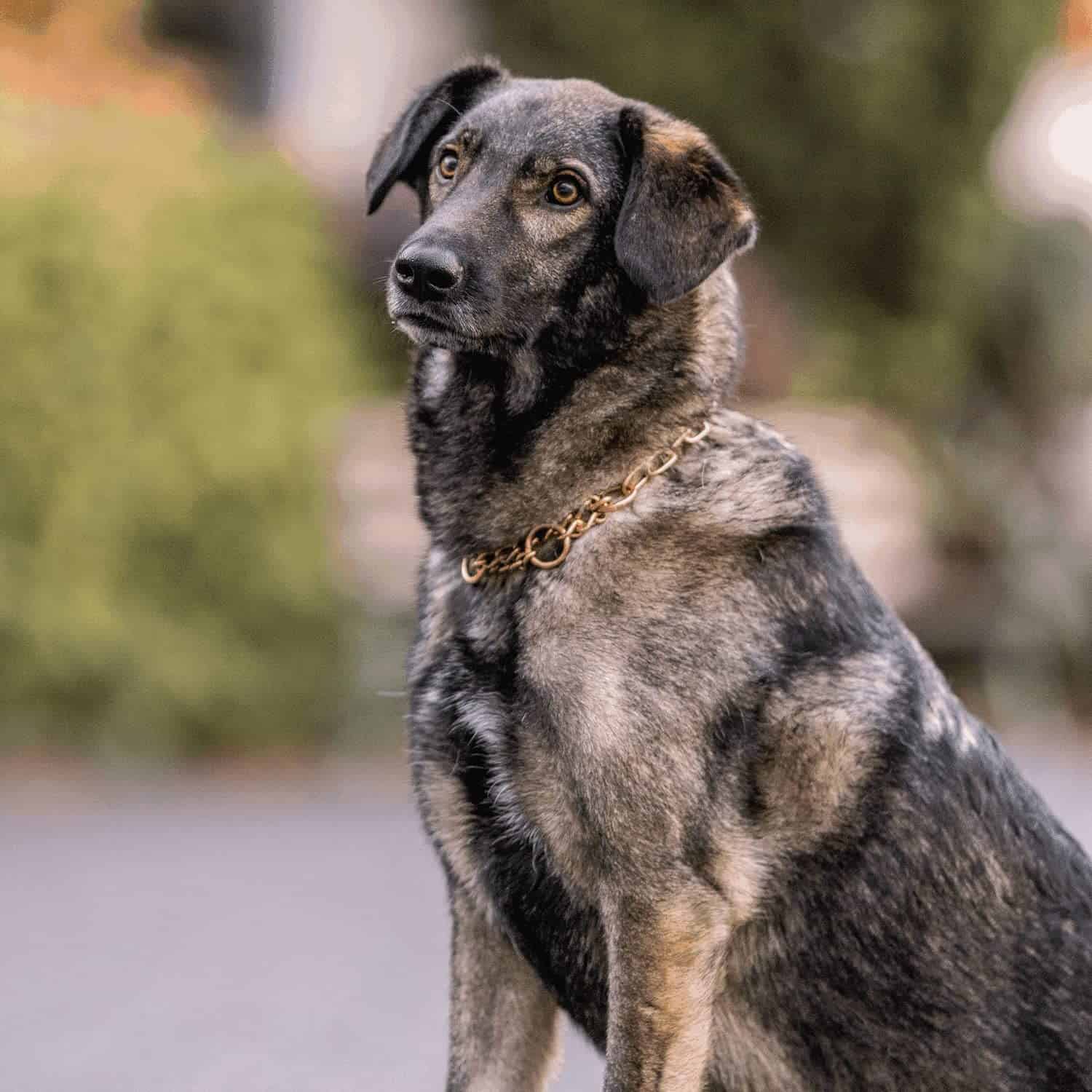 Collar de ahorro de pelo Herm Sprenger Curogan para perros - Imagen 7
