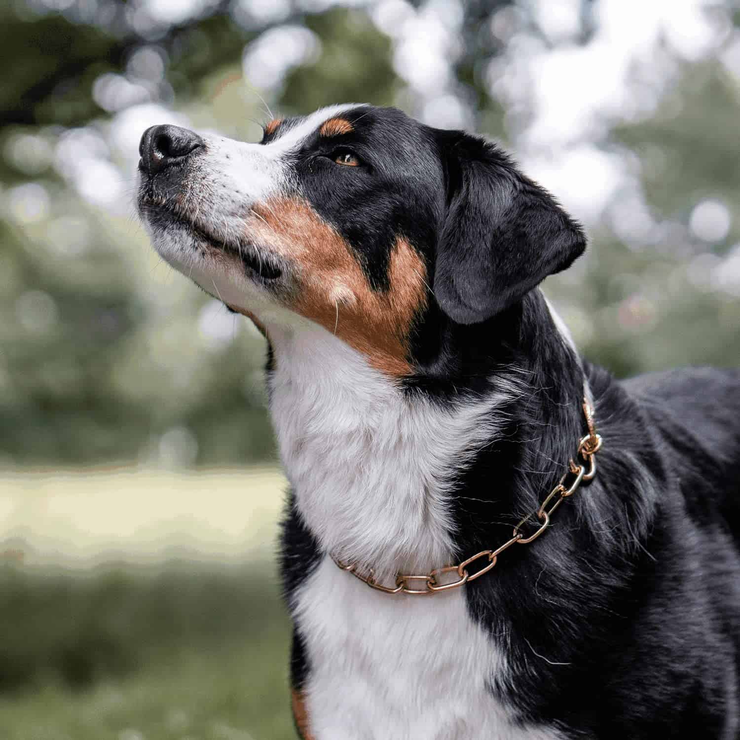 Collar de ahorro de pelo Herm Sprenger Curogan para perros - Imagen 6