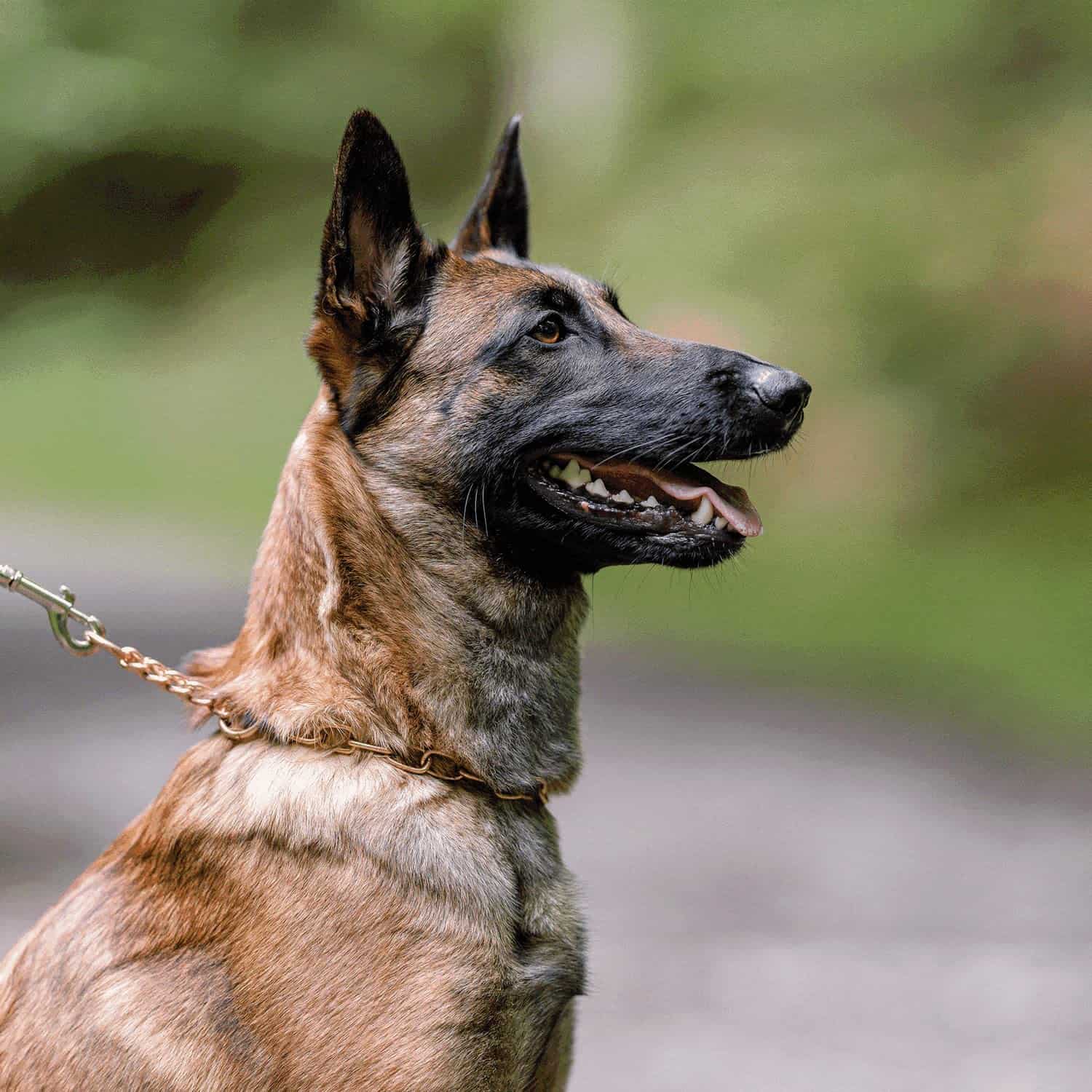 Collar de ahorro de pelo Herm Sprenger Curogan para perros - Imagen 5