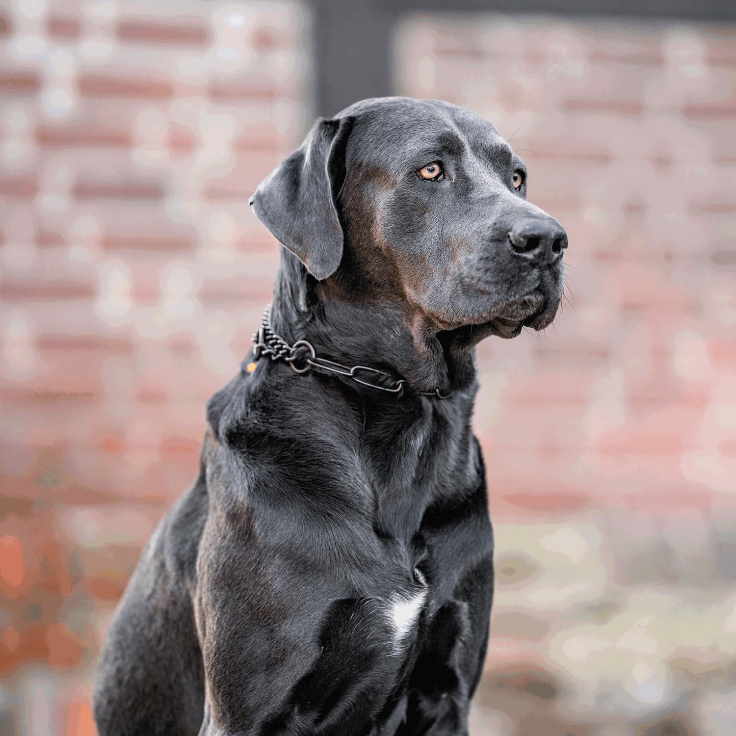 Collar de adiestramiento profesional Herm Sprenger Black - Imagen 8