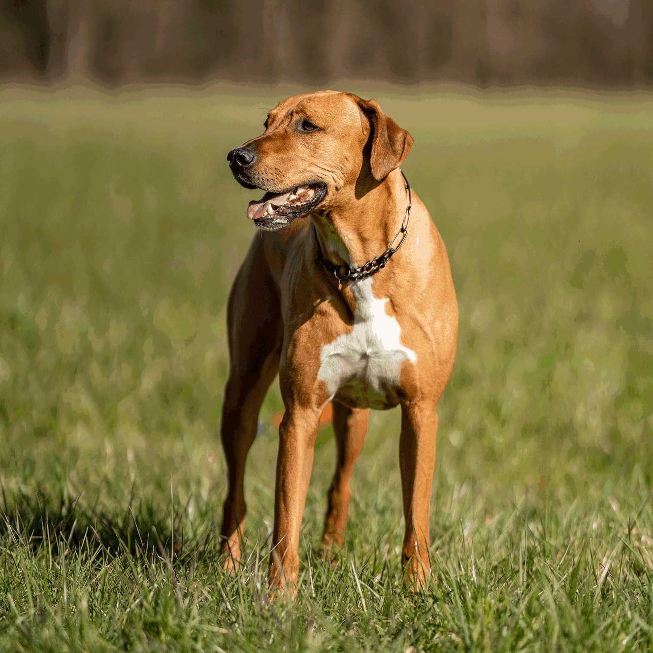 Collar de adiestramiento profesional Herm Sprenger Black - Imagen 7