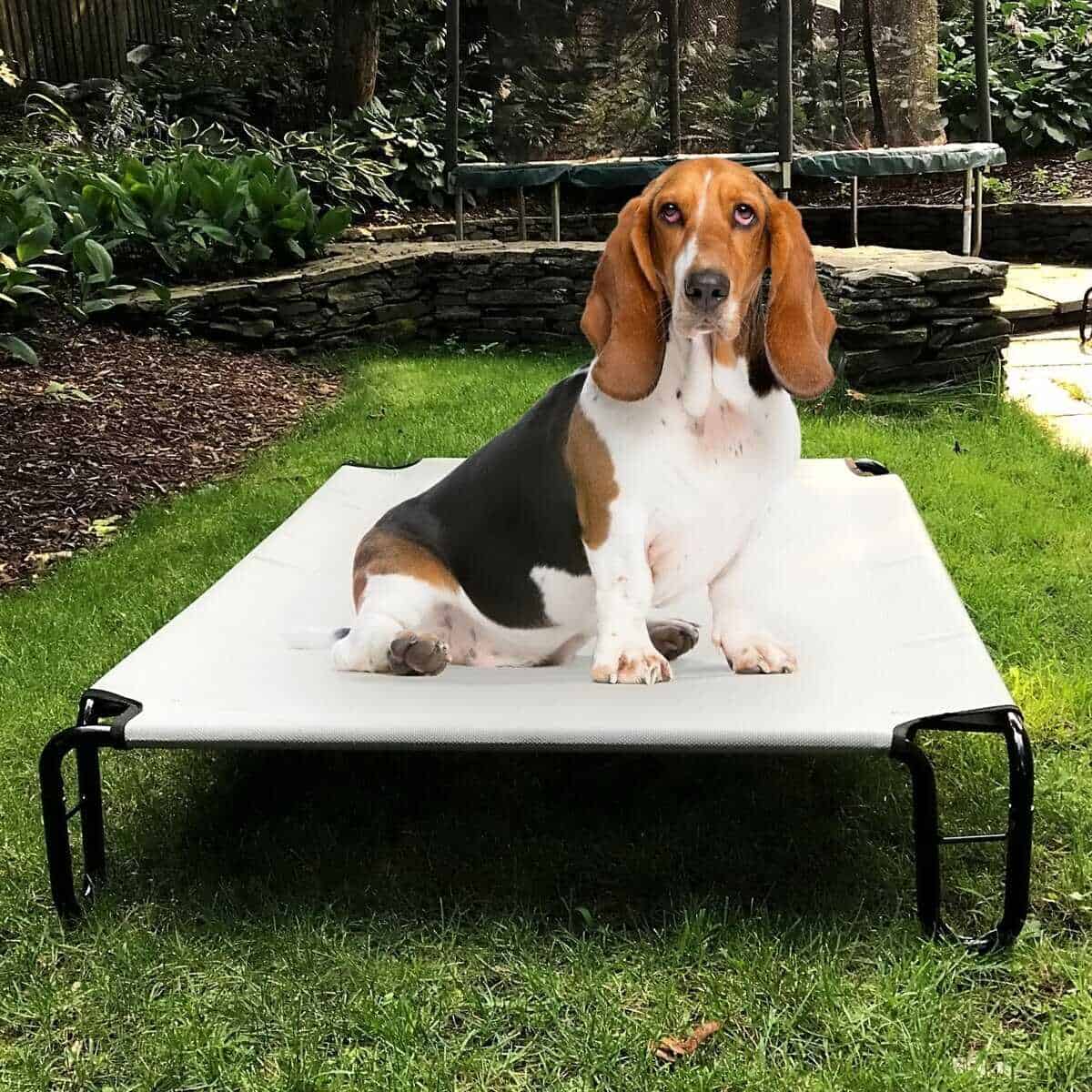 Cama Elevada para Perros BestVida, 35 x 28 x 8 pulgadas