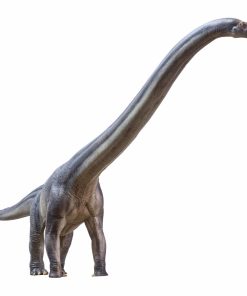 Serie de Museos de Dinosaurios PNSO (Nuevo ER-MA El