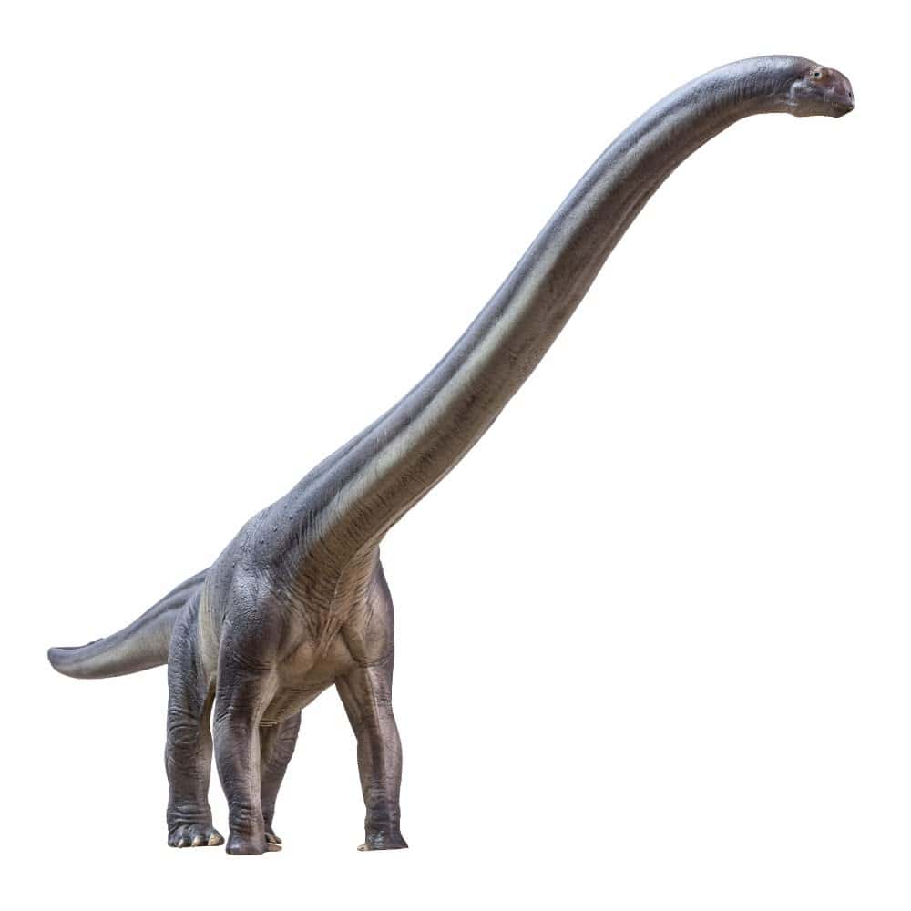 Serie de Museos de Dinosaurios PNSO (Nuevo ER-MA El