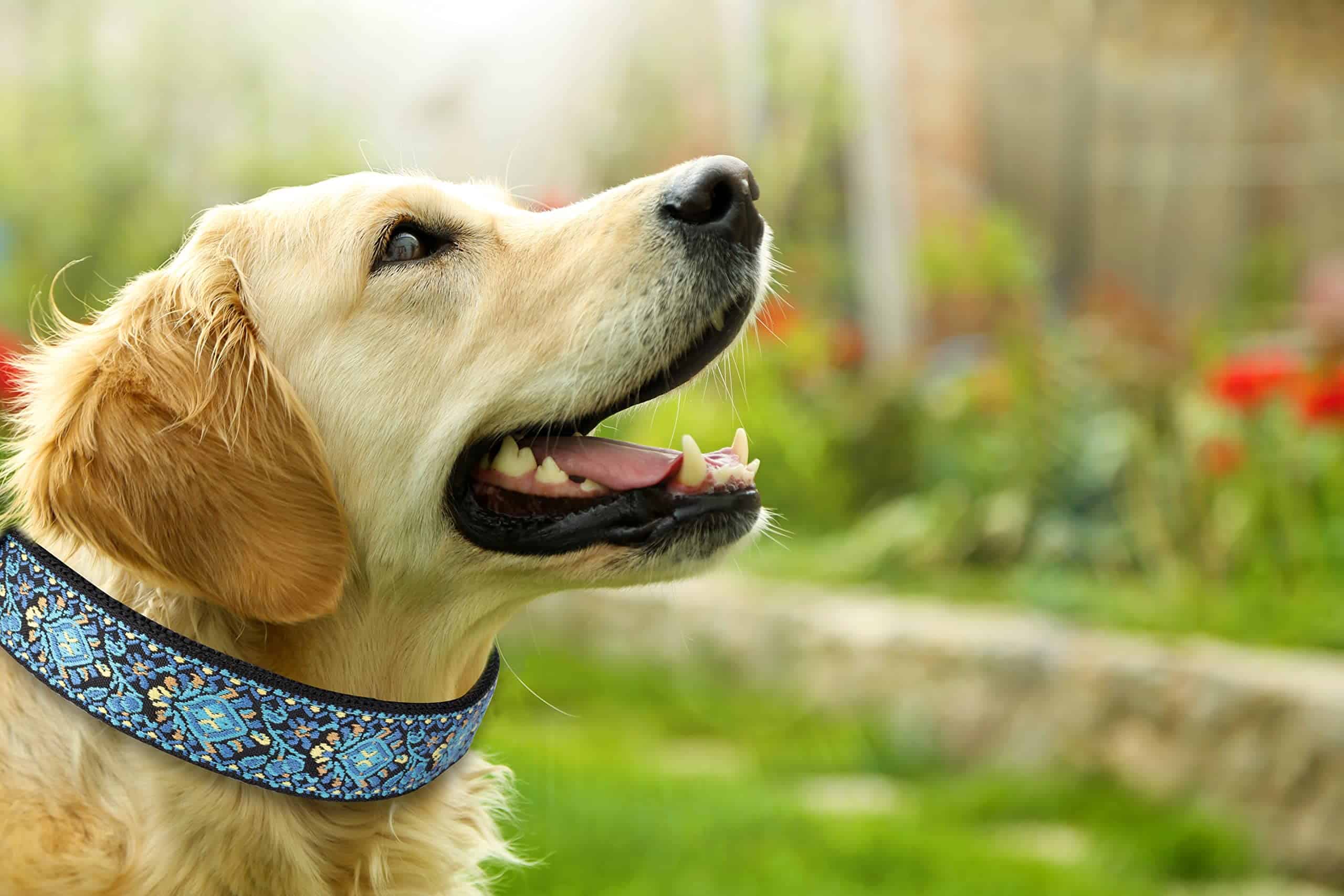 Collares para Perros Pequeños, Medianos y Grandes Regalo de - Imagen 3