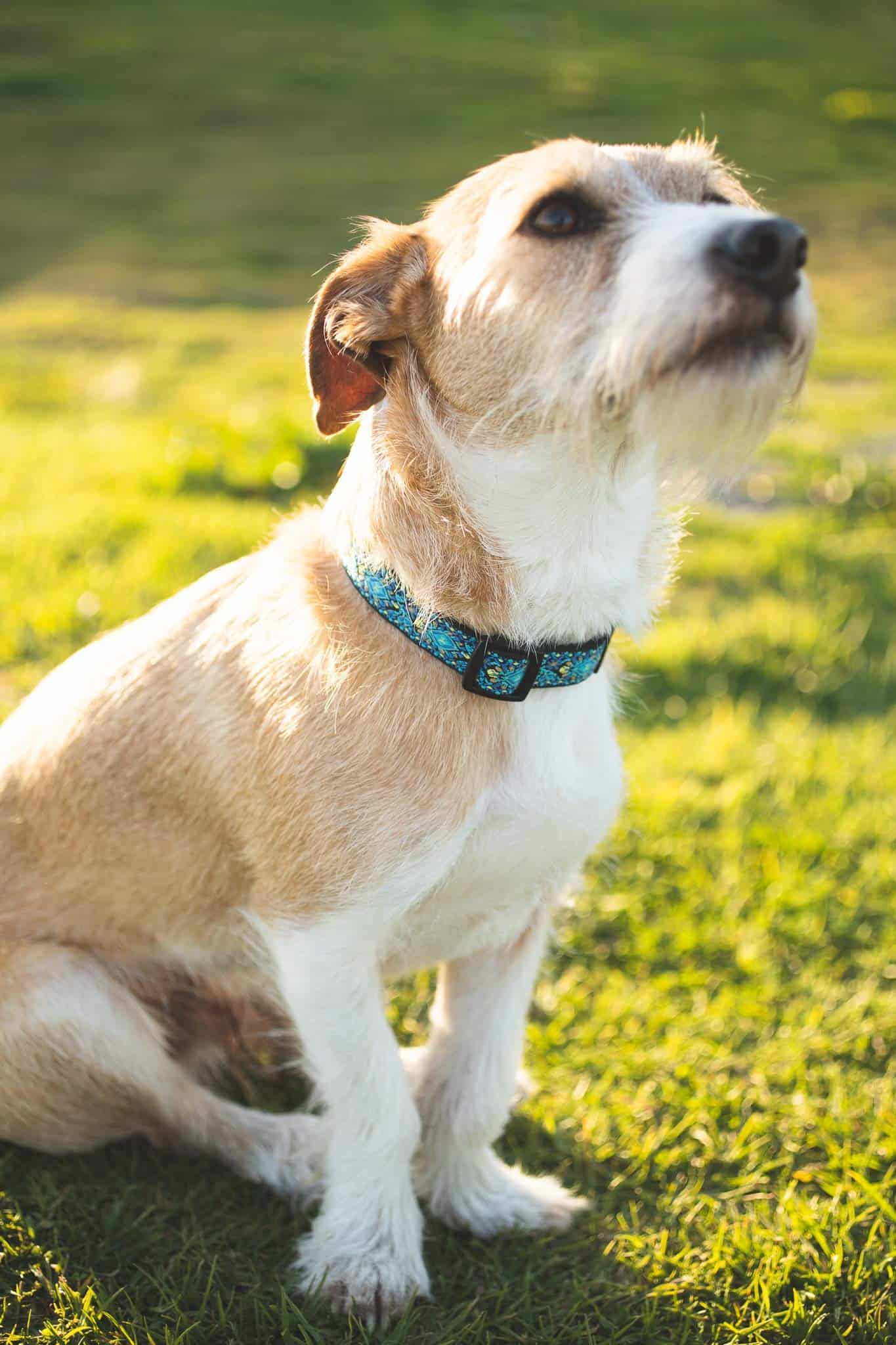 Collares para Perros Pequeños, Medianos y Grandes Regalo de - Imagen 10