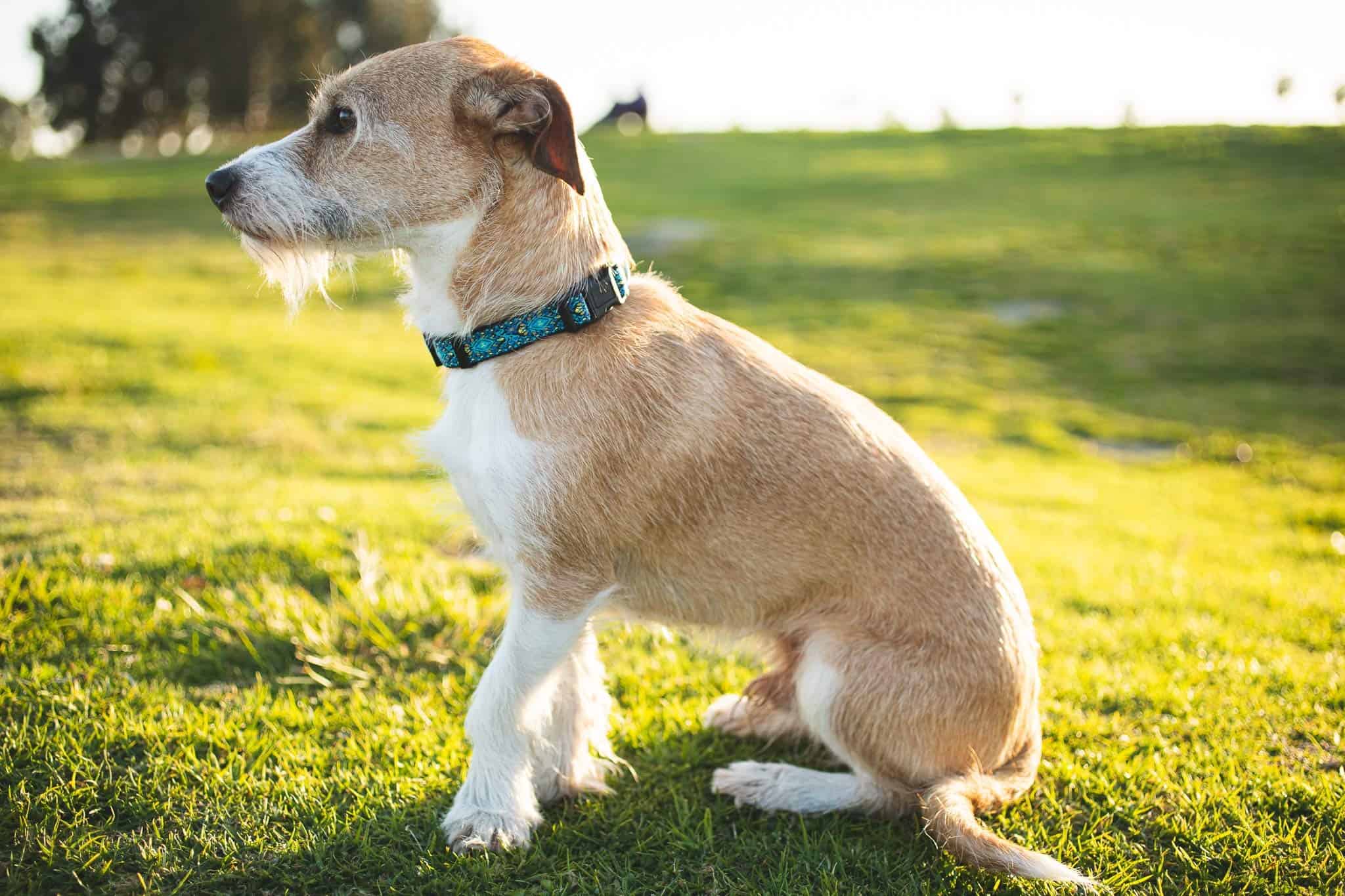 Collares para Perros Pequeños, Medianos y Grandes Regalo de - Imagen 8
