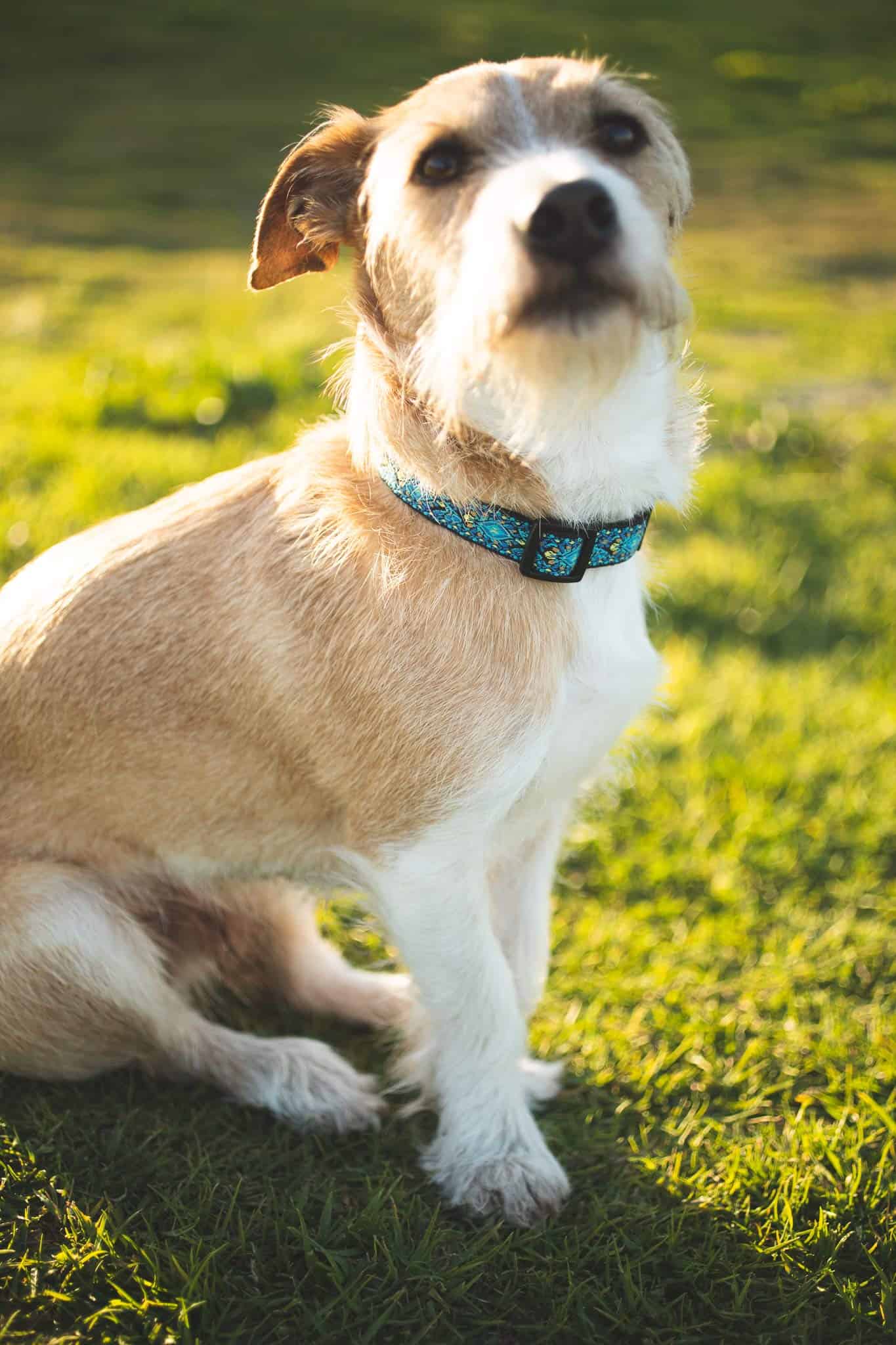 Collares para Perros Pequeños, Medianos y Grandes Regalo de - Imagen 9