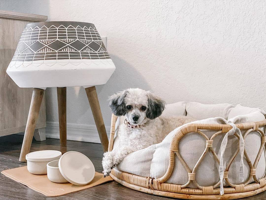 Elegante Juego de Comedero de Silicona para Mascotas - Imagen 3