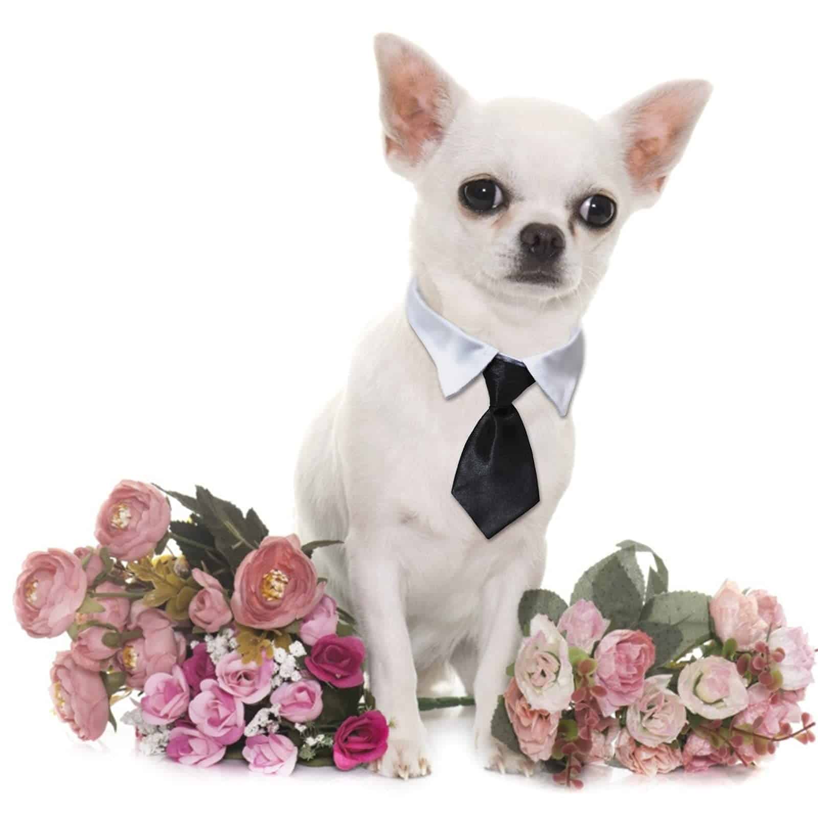 Sombrero y Pajarita para Perro HACRAHO, 3 Piezas Sombrero y - Imagen 8