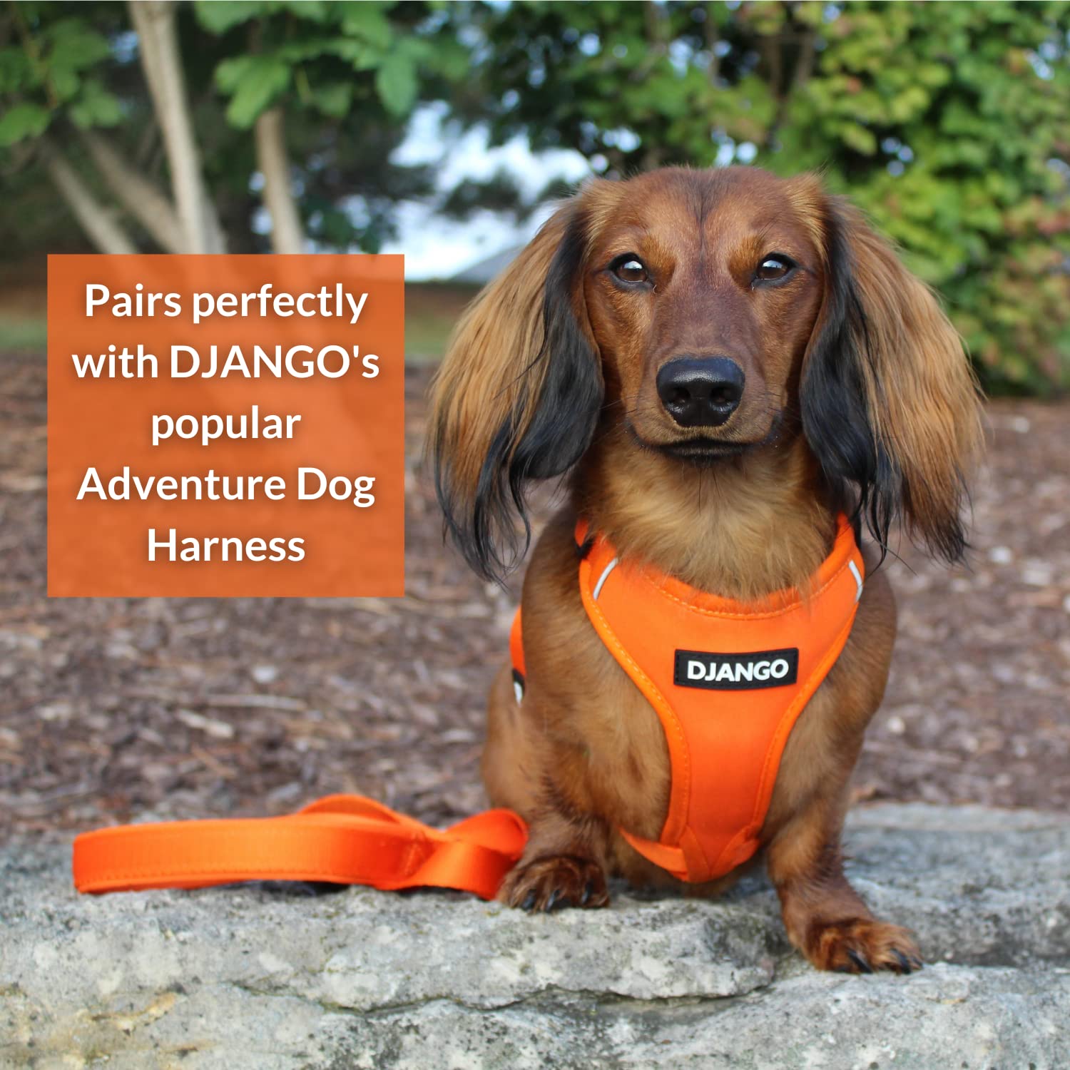 Correa de Perro de Aventura DJANGO - Resistente, Cómoda y - Imagen 5