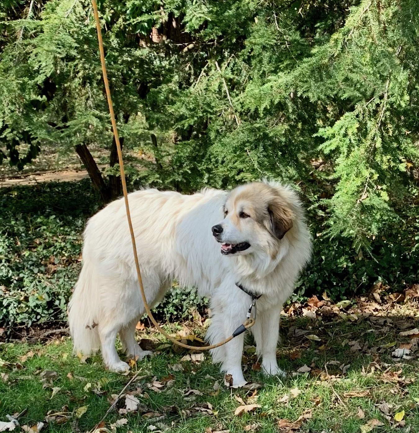 Correa de perro de cuerda Enthusiast Gear con mosquetón de - Imagen 8