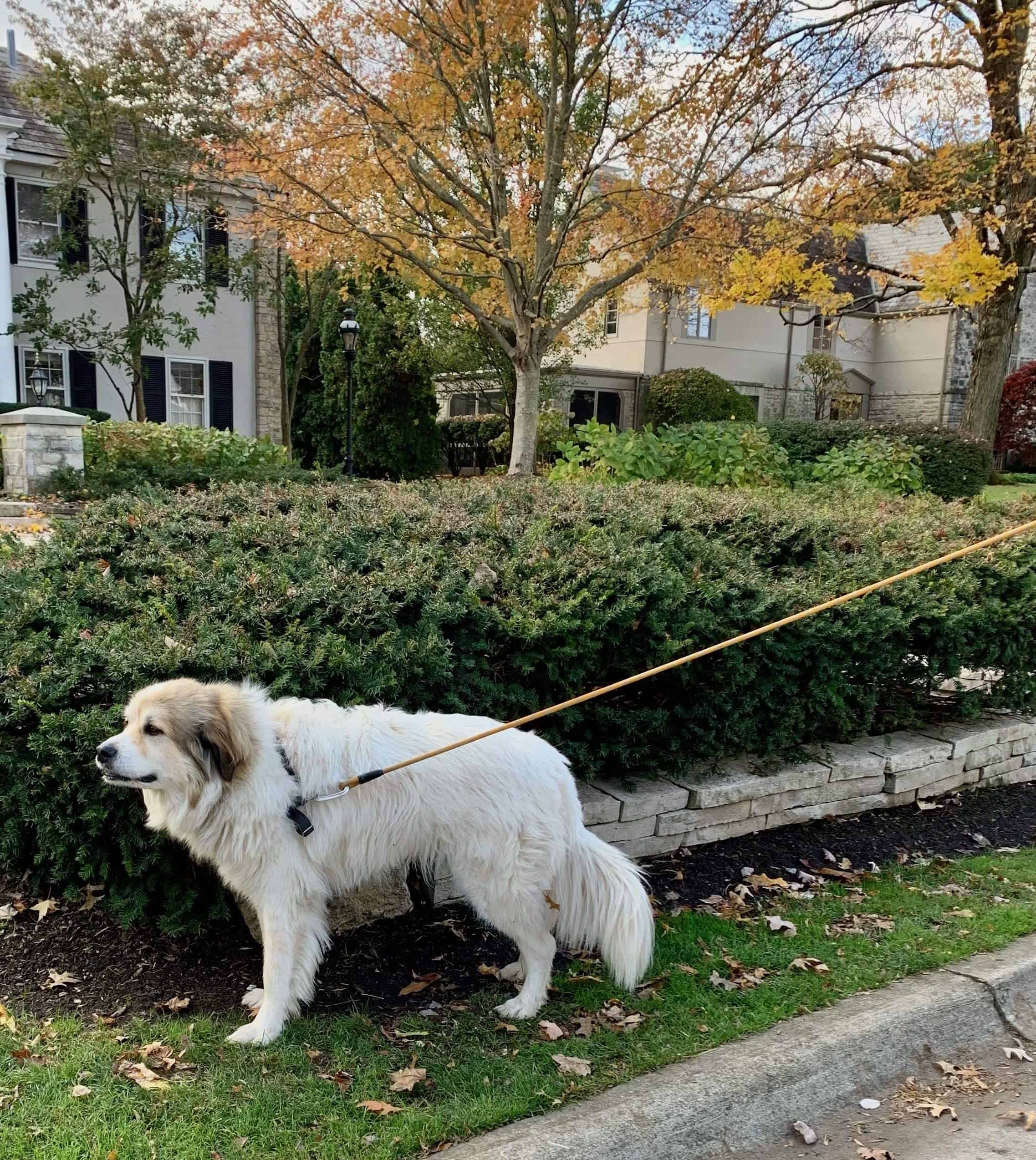 Correa de Nailon para Perro Enthusiast Gear con Mosquetón - Imagen 9