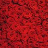 Fondo de Fotografía de Boda con Rosas Rojas RUINI, Pared de