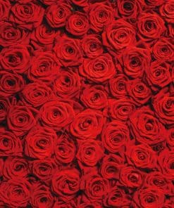 Fondo de Fotografía de Boda con Rosas Rojas RUINI, Pared de