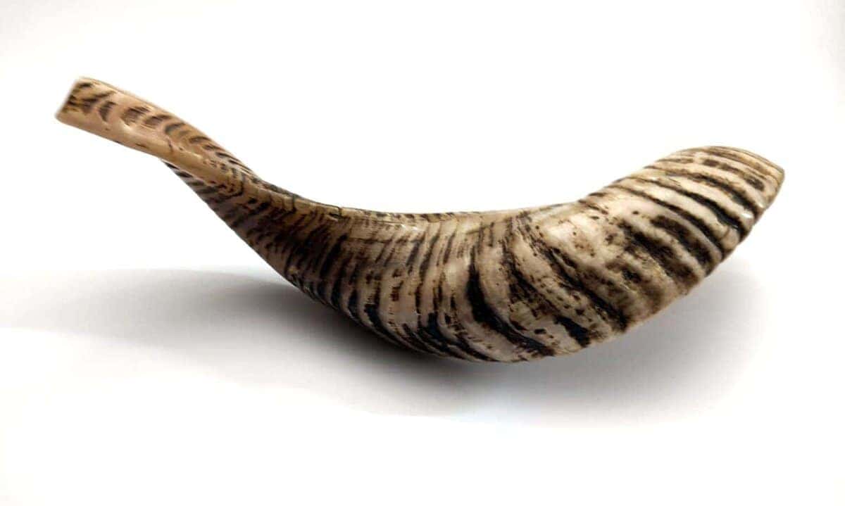 Shofarot Israel 17"-19" Cuerno de Carnero Kosher Semi - Imagen 6