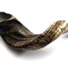 Shofarot Israel 17"-19" Cuerno de Carnero Kosher Semi