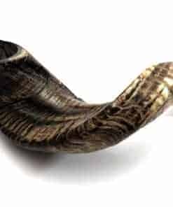 Shofarot Israel 17"-19" Cuerno de Carnero Kosher Semi