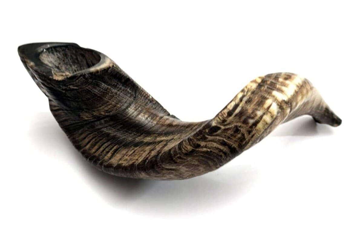 Shofarot Israel 17"-19" Cuerno de Carnero Kosher Semi