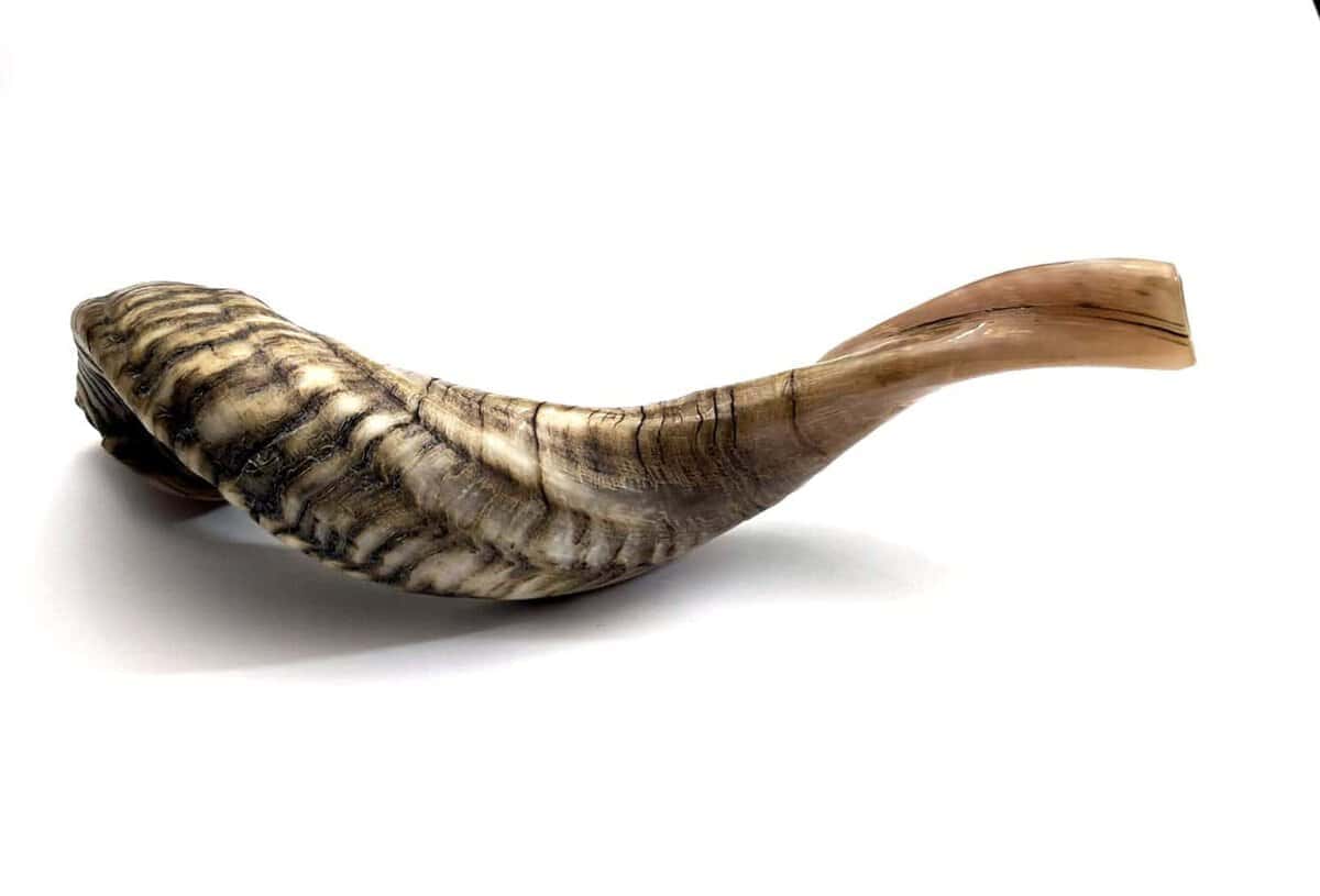 Shofarot Israel 17"-19" Cuerno de Carnero Kosher Semi - Imagen 5