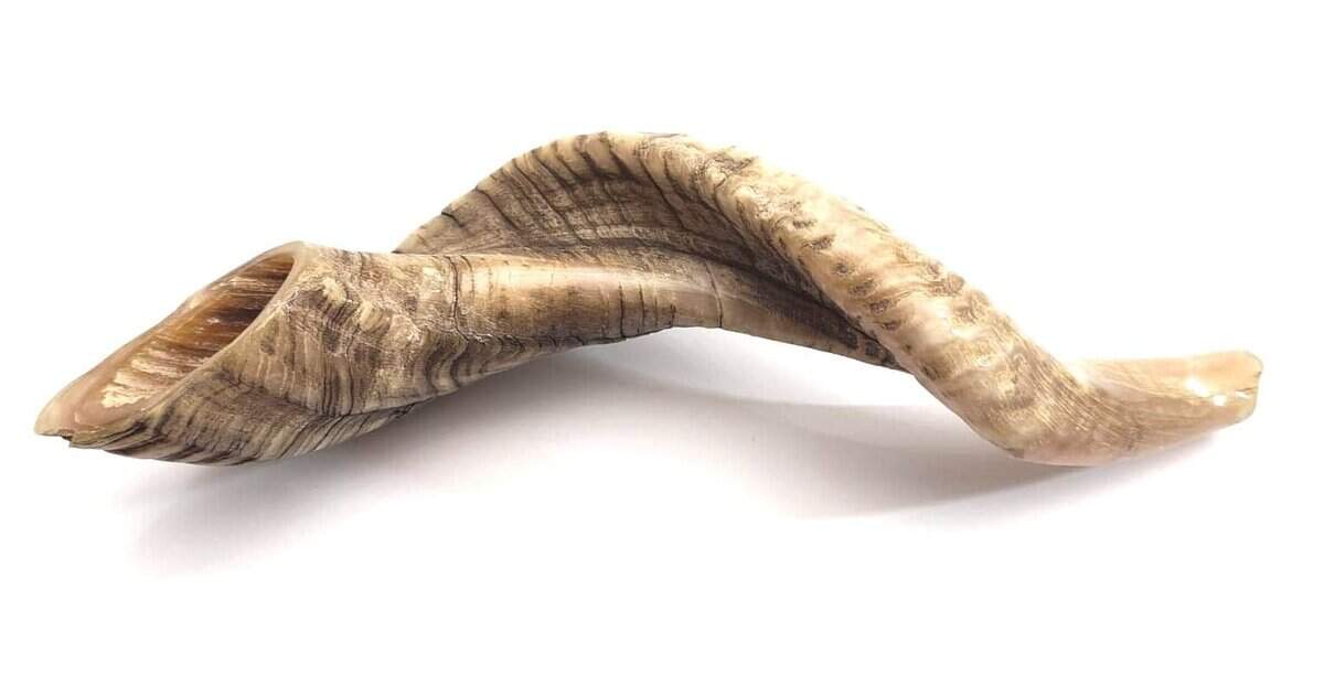 Shofarot Israel 17"-19" Cuerno de Carnero Kosher Semi - Imagen 7