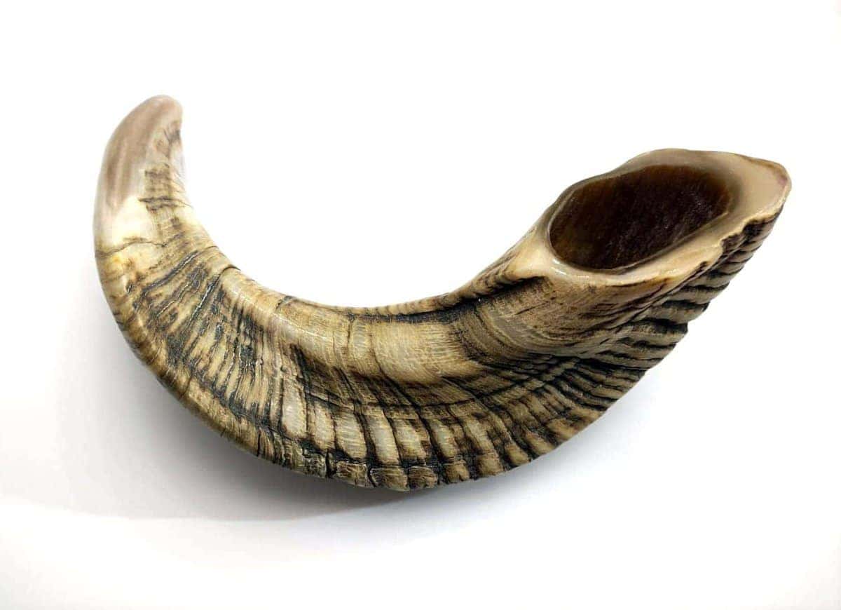 Shofarot Israel 17"-19" Cuerno de Carnero Kosher Semi - Imagen 4