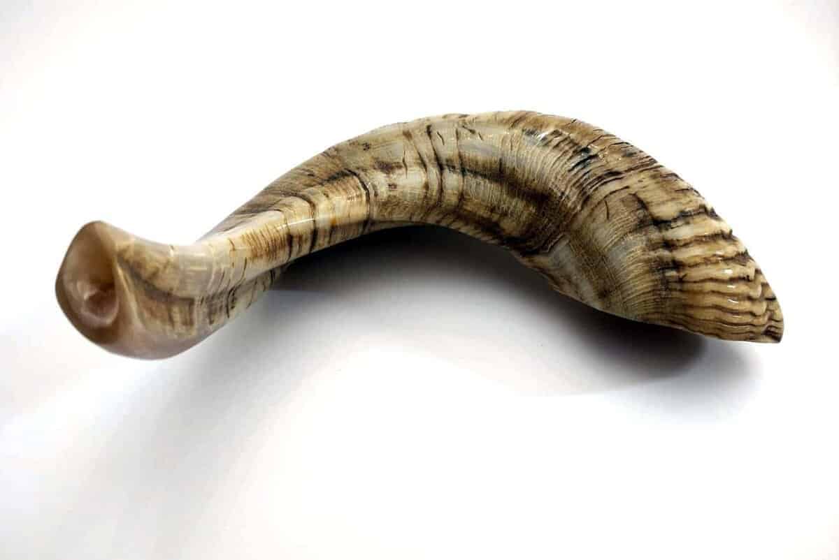 Shofarot Israel 17"-19" Cuerno de Carnero Kosher Semi - Imagen 8