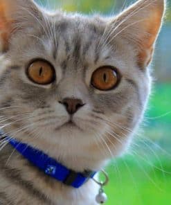 Collar de gato de nailon WAUDOG con pasaporte QR, diseño