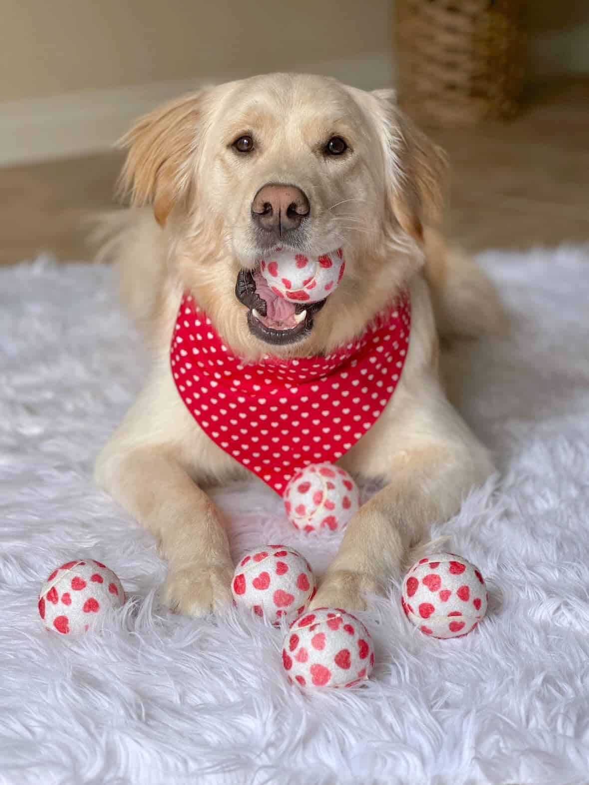 Pelotas de tenis para perros Midlee en forma de corazón de - Imagen 4