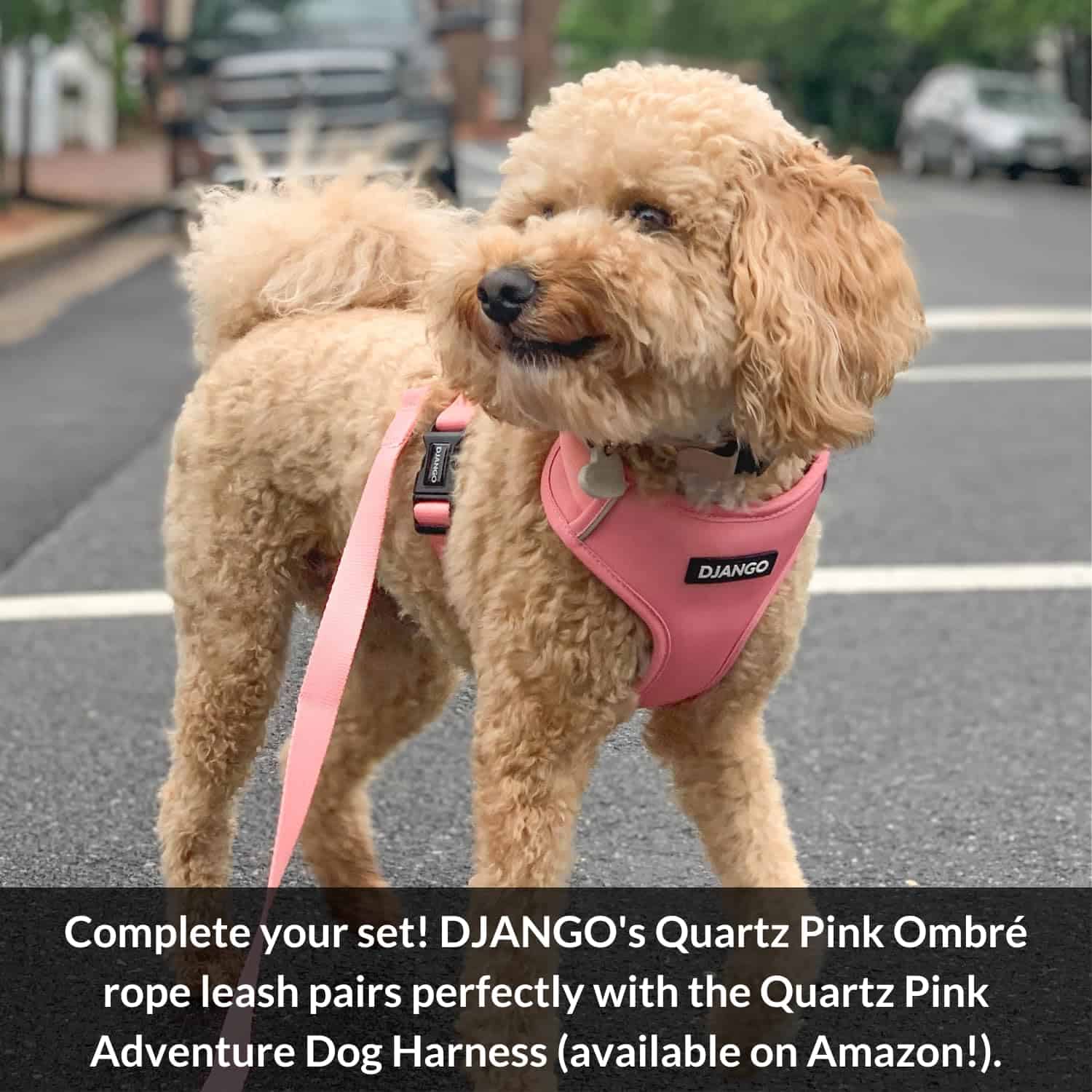 Correa de algodón para perros DJANGO | 5 FT Ombre Correa de - Imagen 6