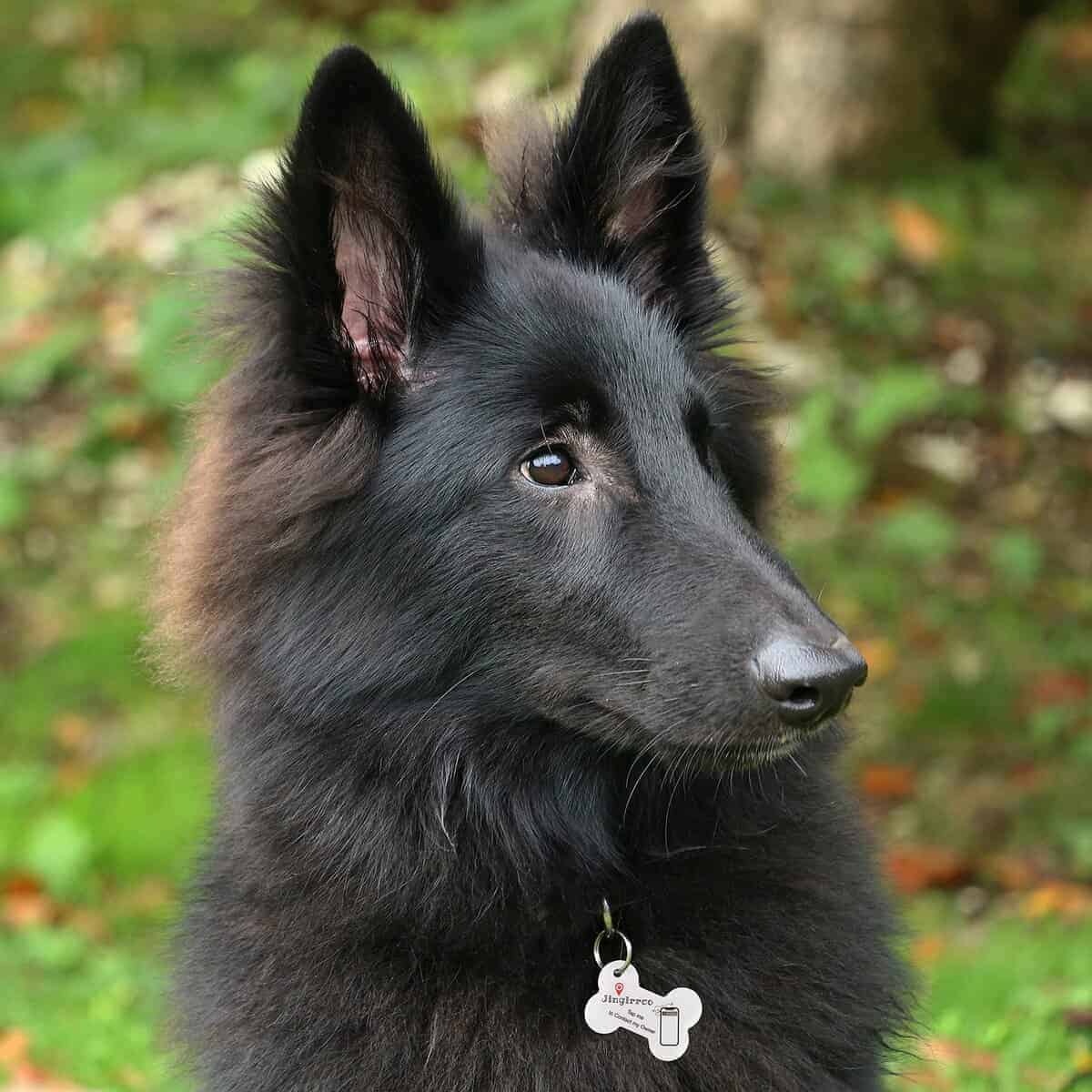 Etiquetas de identificación para mascotas inteligentes e - Imagen 5