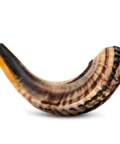 Instrumento de Cuerno Shofar - RAM Shofar Ángeles