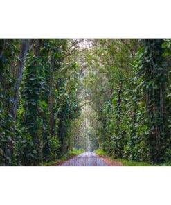 Rompecabezas de 1000 Piezas para Adultos y Niños - Tunel