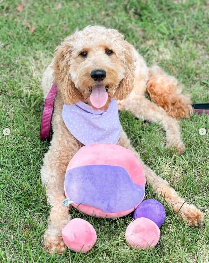 Juguete para Perros Midlee Hide a Ball - Rosa/Morado - Imagen 7