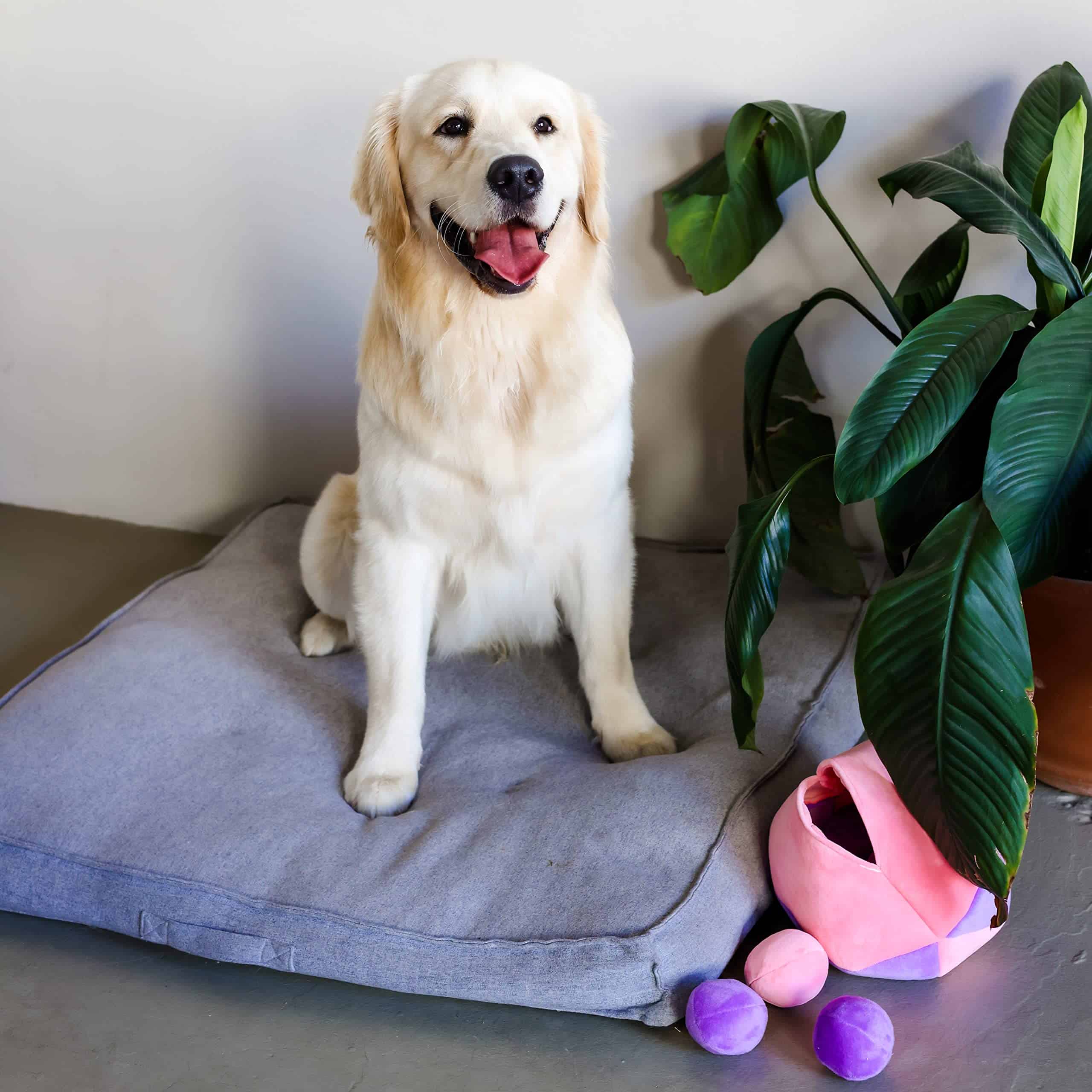 Juguete para Perros Midlee Hide a Ball - Rosa/Morado - Imagen 10